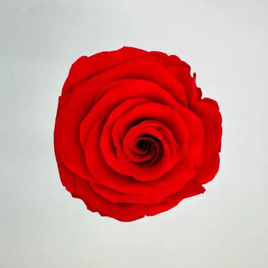 Infinity 6 Rosas Preservadas con corona