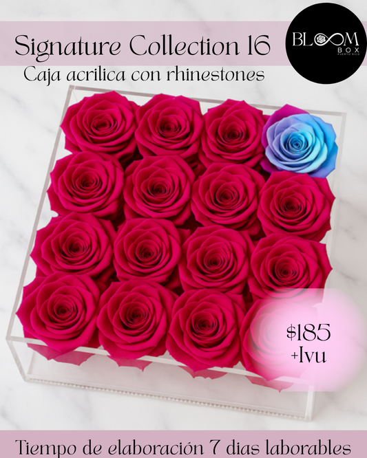 Signature Collection 16